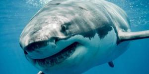 Les animaux les plus dangereux du monde