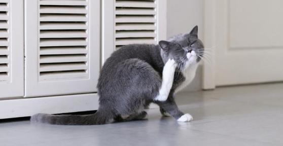 Mon chat se gratte - Causes et que faire