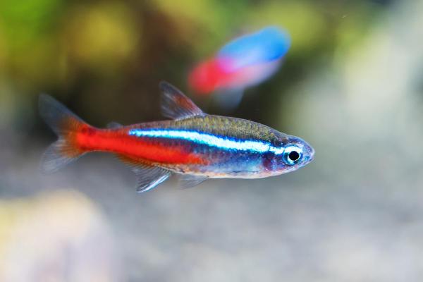 Poissons néon : types et reproduction - Caractéristiques des poissons néons