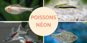 Poissons néon : types et reproduction