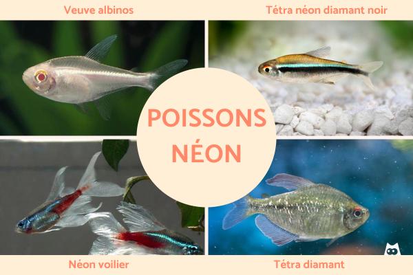 Poissons néon : types et reproduction