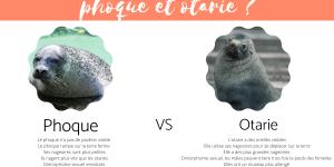 Quelle différence entre un phoque et une otarie ?