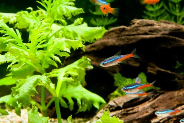 Poissons néon : types et reproduction - S'occuper d'un poisson néon