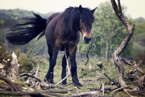 Plantes toxiques pour les chevaux - Apprenez à reconnaître un empoisonnement