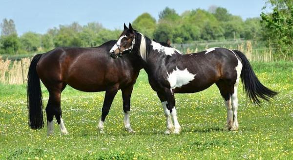 Plantes toxiques pour les chevaux - Comment éviter l'ingestion de plantes toxiques