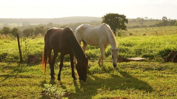 Plantes toxiques pour les chevaux - Ingestion de plantes toxiques pour le cheval