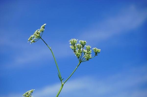 Plantes toxiques pour les chevaux - Liste des plantes toxiques pour les chevaux