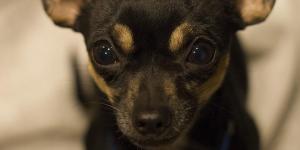 Pourquoi mon chihuahua tremble tout le temps ?