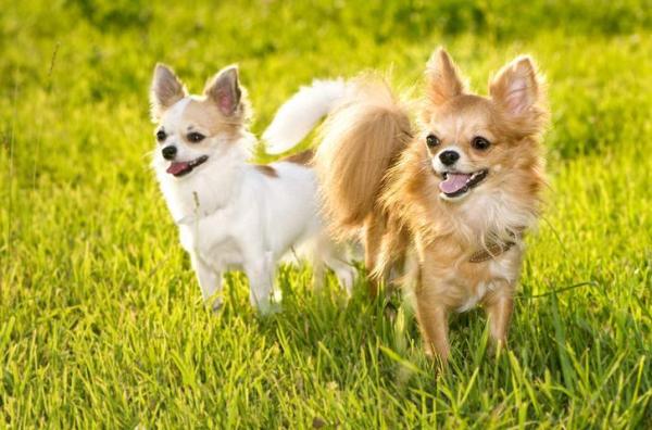 10 anecdotes sur les chihuahua