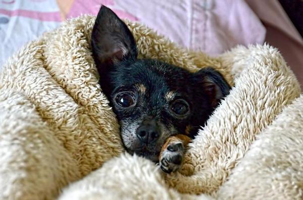 10 anecdotes sur les chihuahua - 3. Il tremble