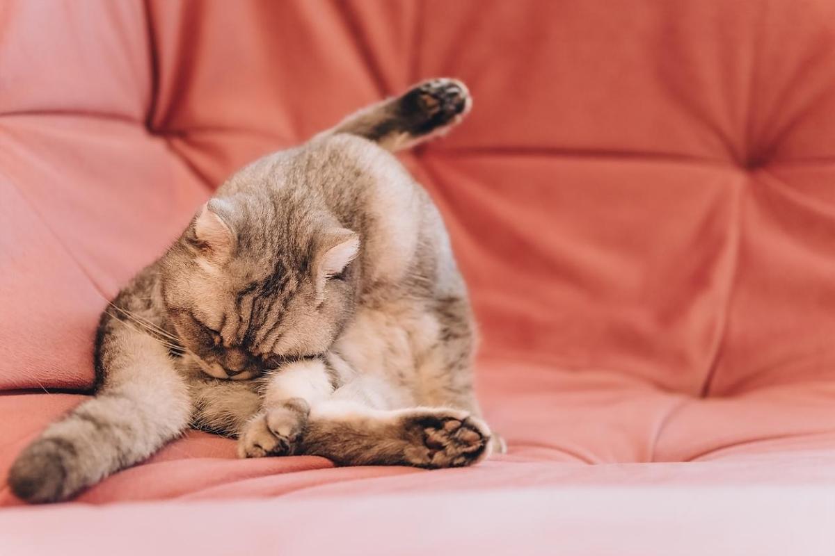 Chat qui se frotte le derrière par terre - Causes et solutions