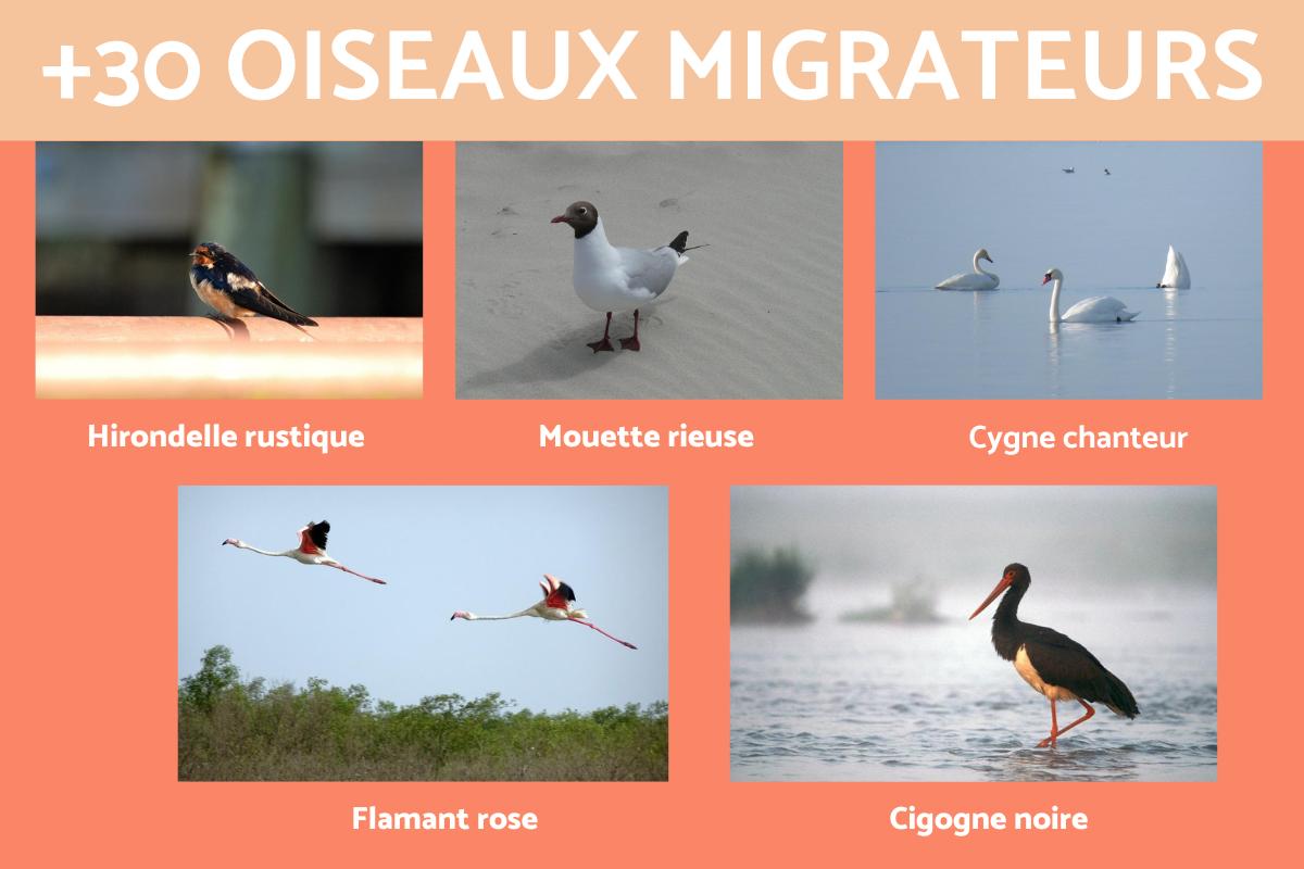 Quels sont les oiseaux migrateurs ?