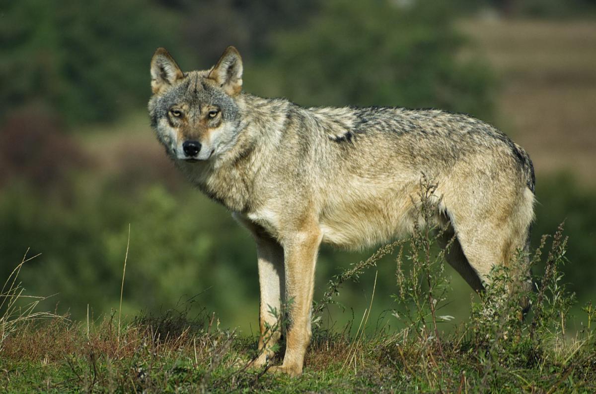 Est-ce que les loups attaquent l'homme ?