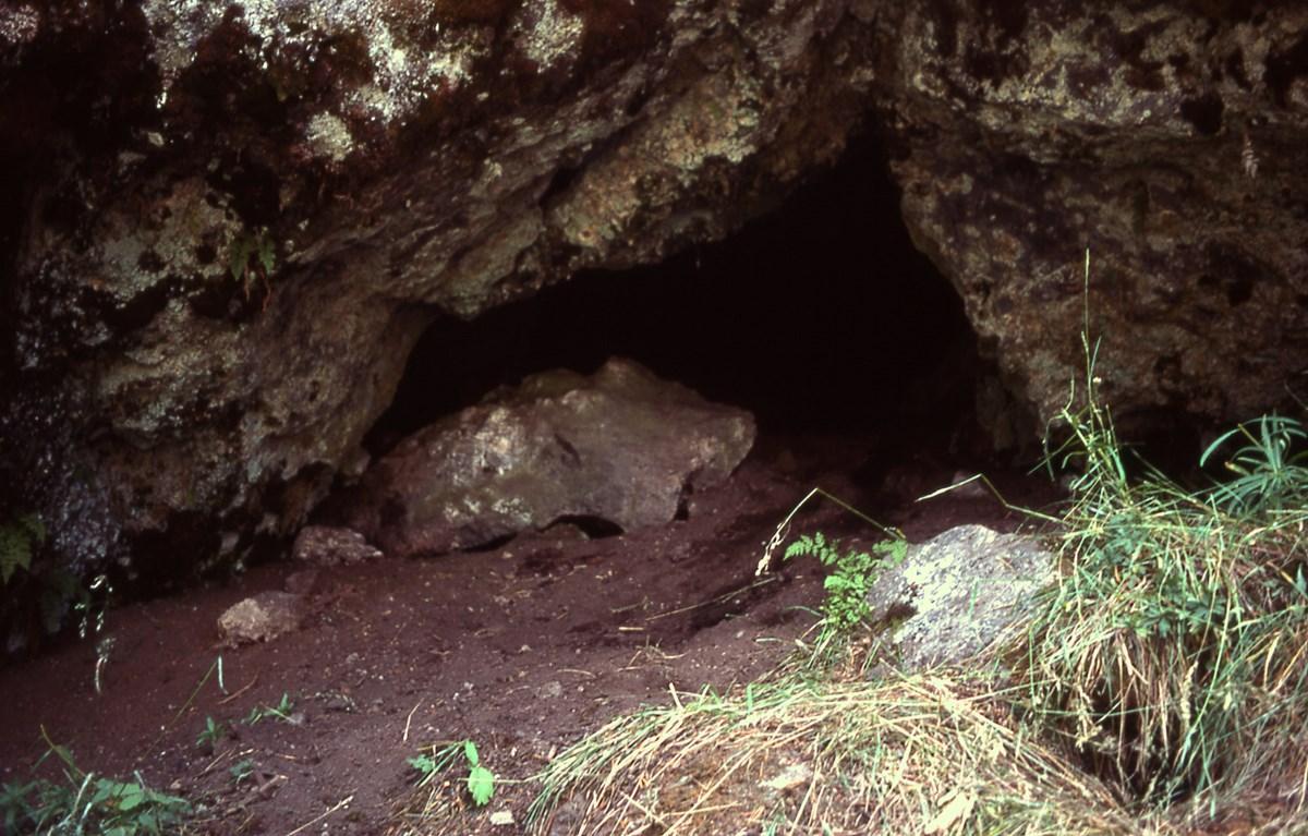Estce que LES OURS HIBERNENT ? Tout sur l'hibernation de l'ours — free download