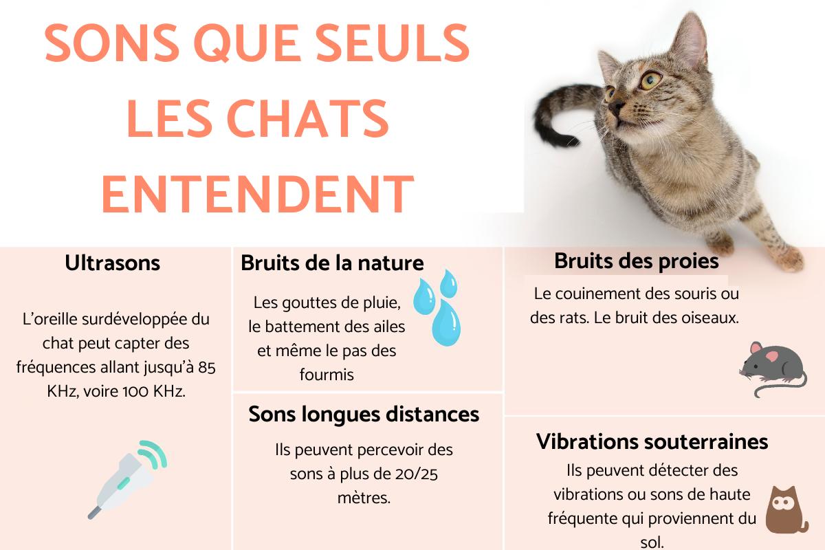 6 Sons que seuls les chats entendent