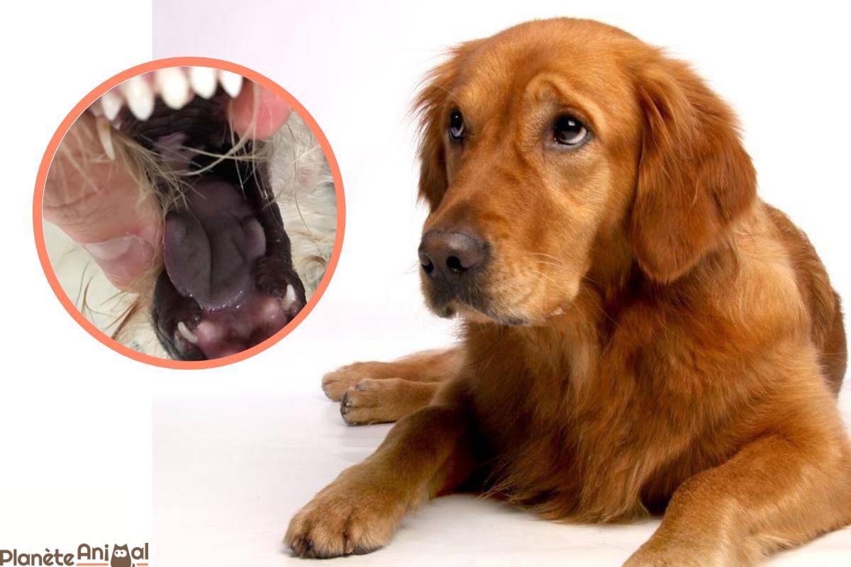 Nécrose de la langue chez le chien - Causes et traitement