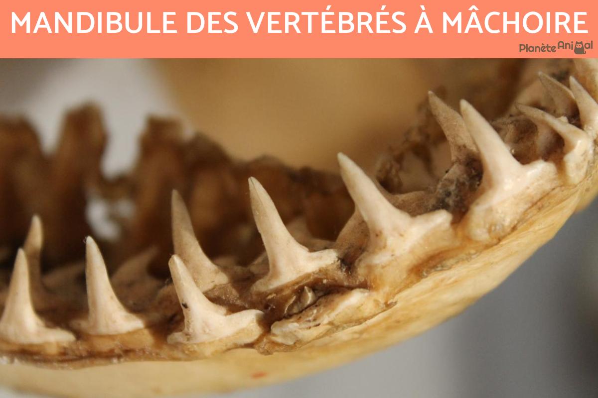 Mandibule des vertébrés à mâchoire