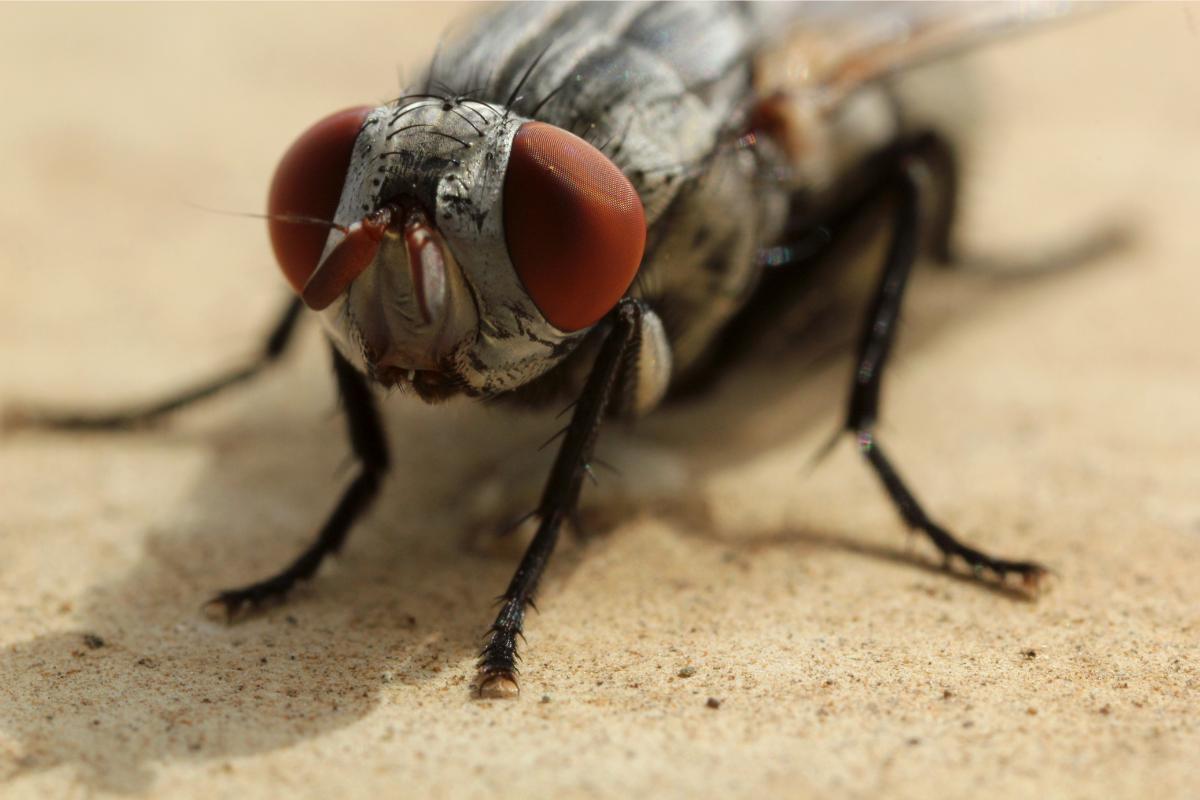 Estce que les mouches dorment ? Oui ! Découvrez quand et comment J