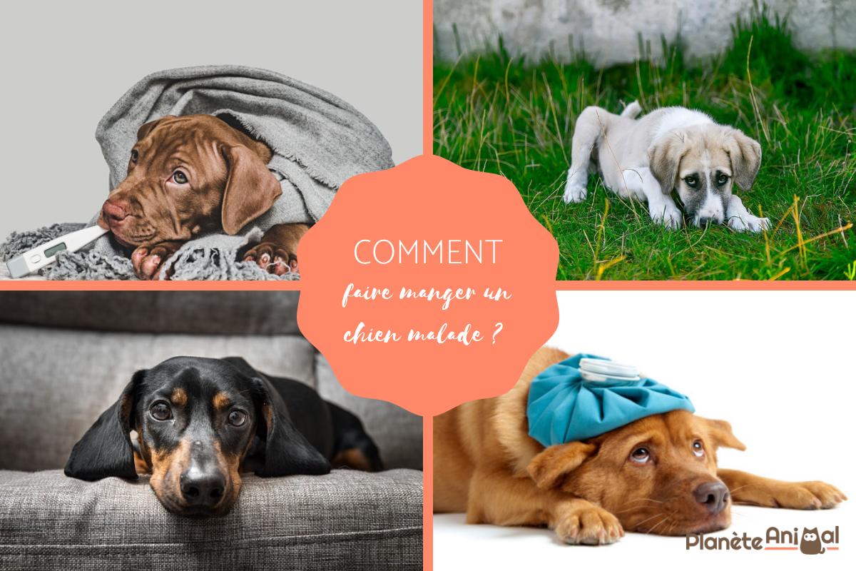 Comment faire manger un chien malade qui refuse de manger