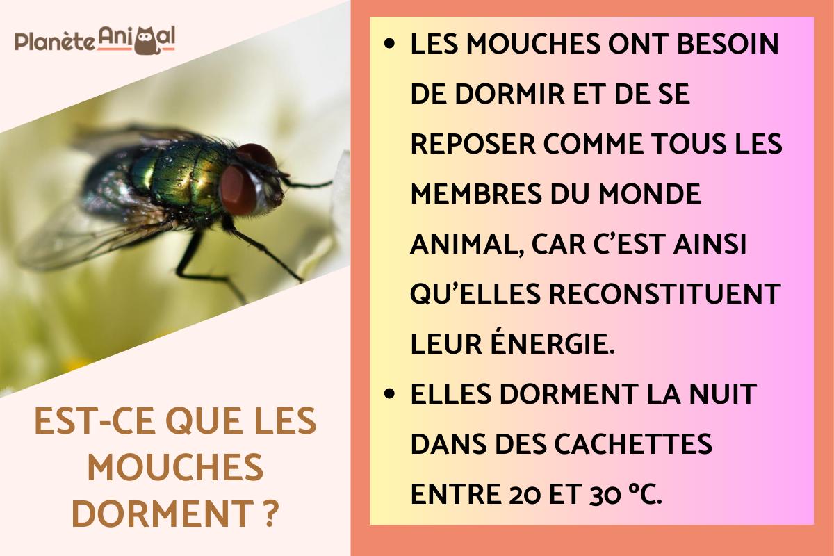 Est-ce que les mouches dorment ?