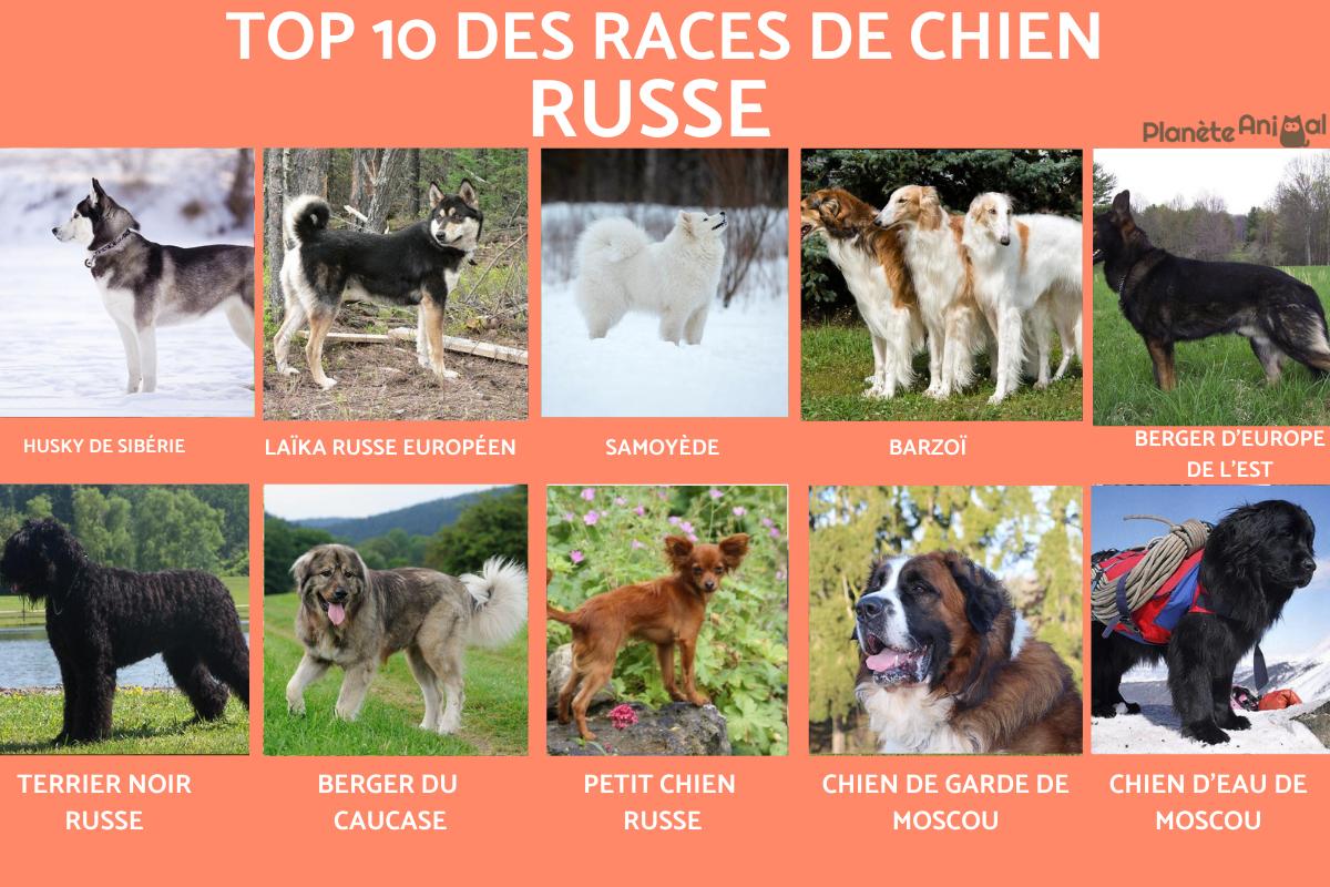 Races de chiens russes