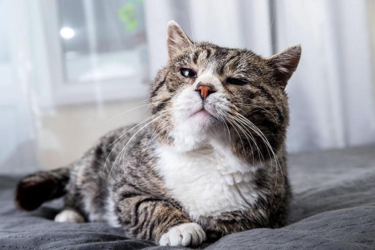 Diarrhée du chat âgé - Causes et traitements