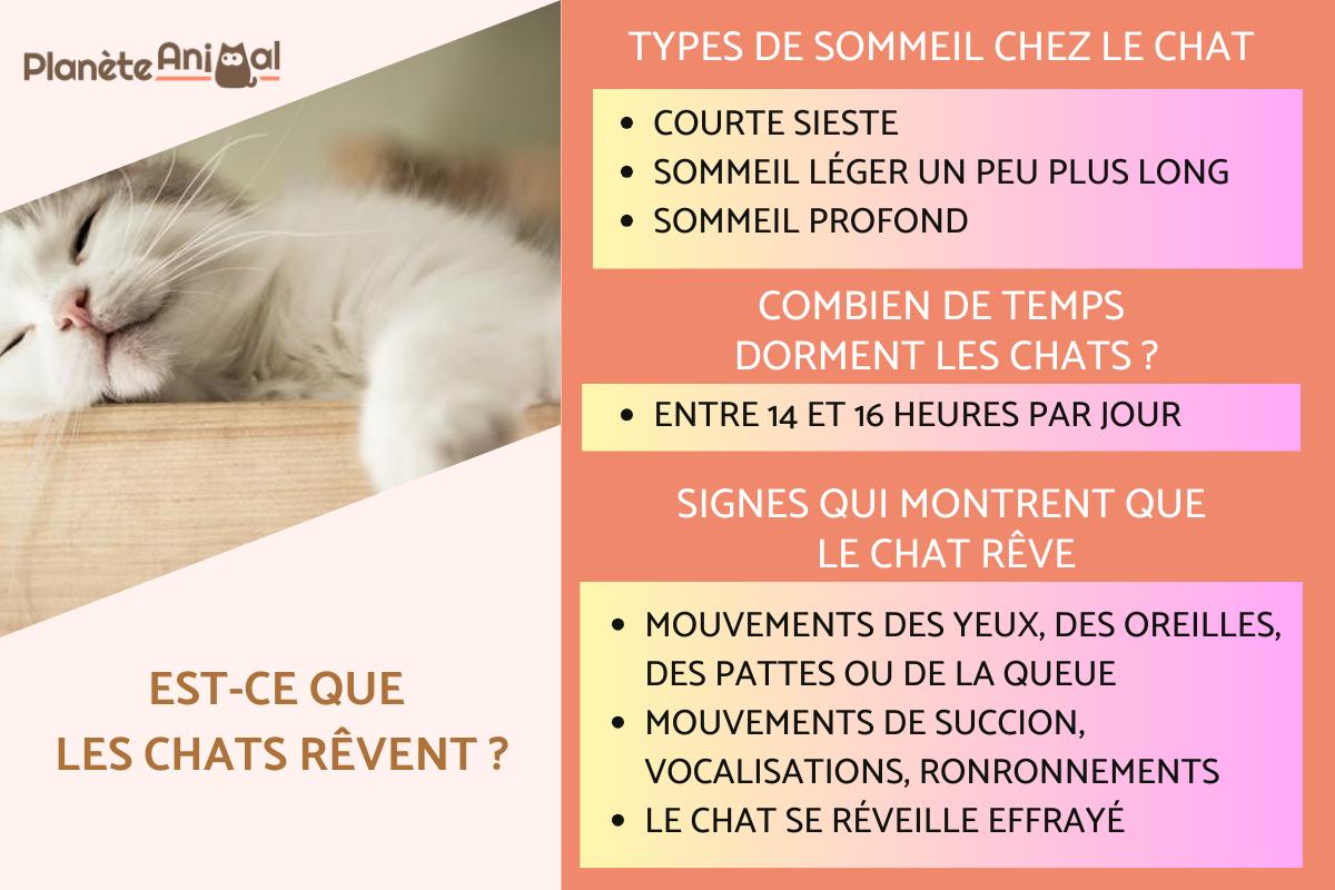 Est-ce que les chats rêvent