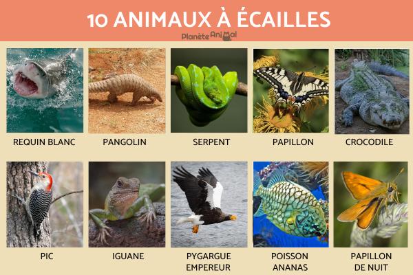 Animaux à écailles - Noms et exemples avec photos