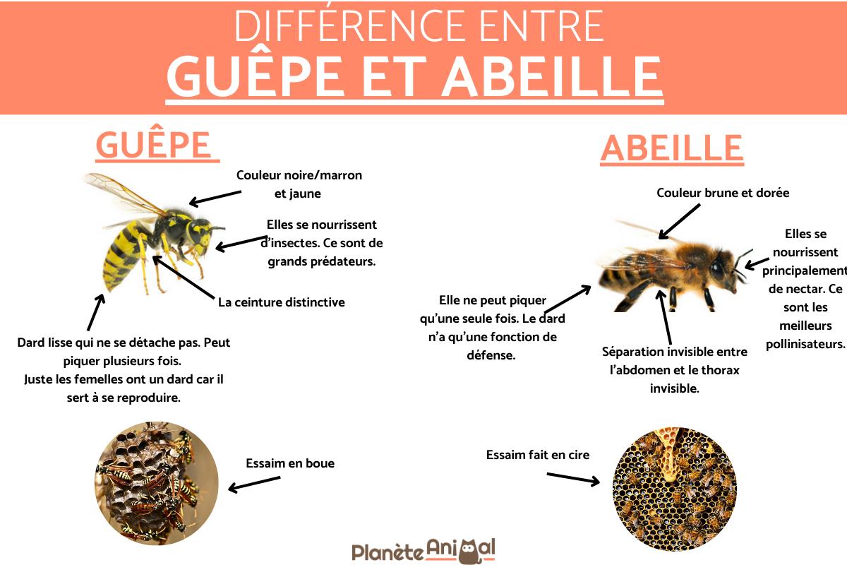 Différence entre GUÊPE et ABEILLE Ne les confondez plus — free download