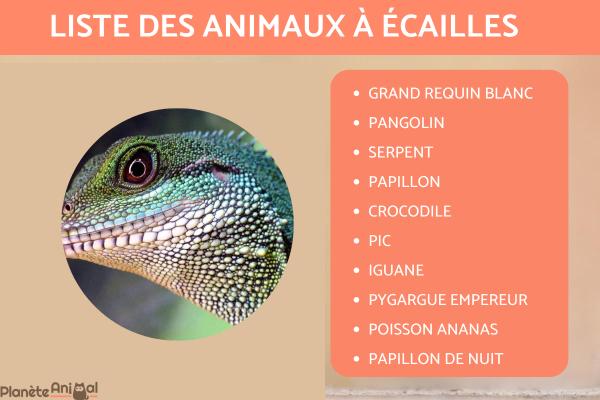 Animaux à écailles - Noms et exemples avec photos - Liste d'animaux à écailles