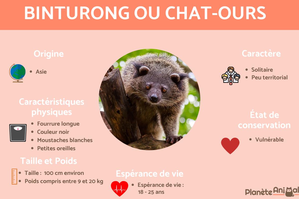 Binturong ou chat-ours - Alimentation, caractéristiques et habitat
