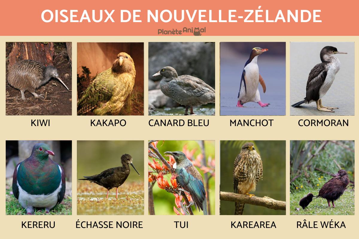 Oiseaux de Nouvelle-Zélande