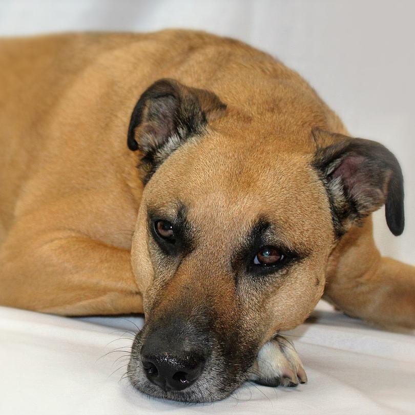 Pourquoi mon chien boite ? Toutes les causes possibles