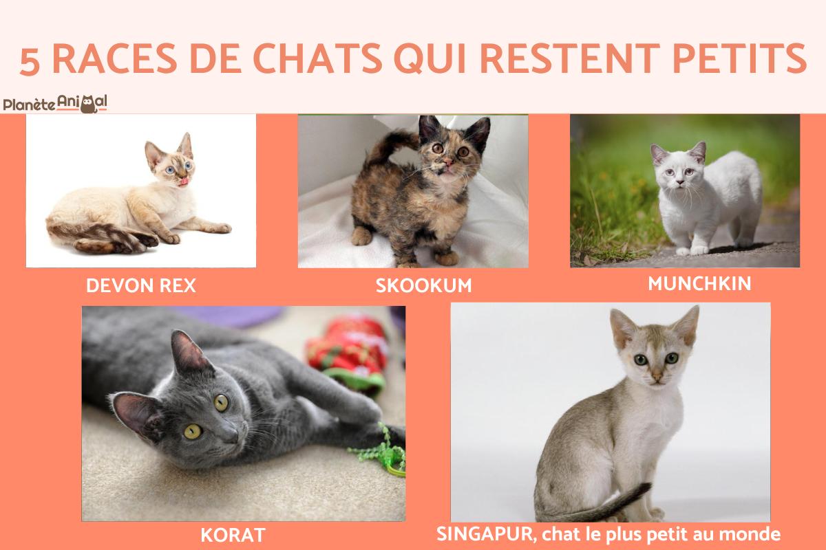 Race de chat qui reste petit - TOP 5