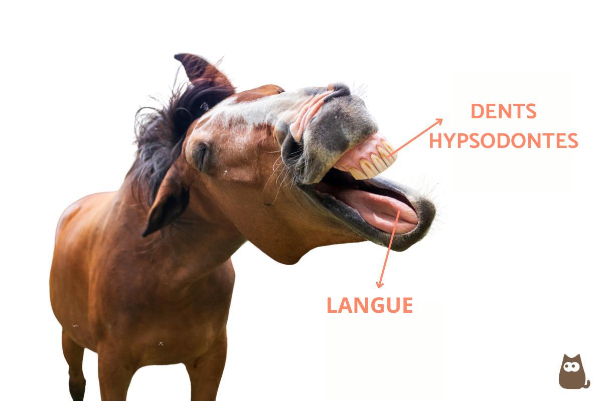Embout Dee bouche de cheval en acier inoxydable Hilason