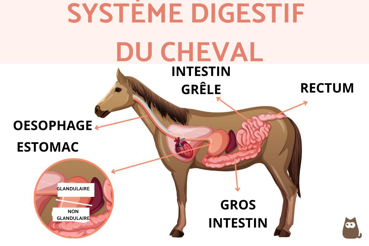 Système digestif du cheval - Schéma et anatomie