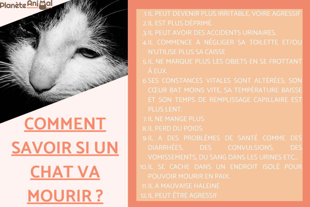 Comment savoir si un chat va mourir ?