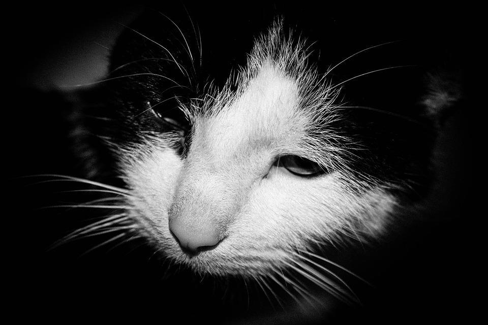 Comment savoir si un chat va mourir ? 12 symptômes