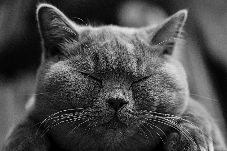 Comment savoir si un chat va mourir ? - 12 symptômes