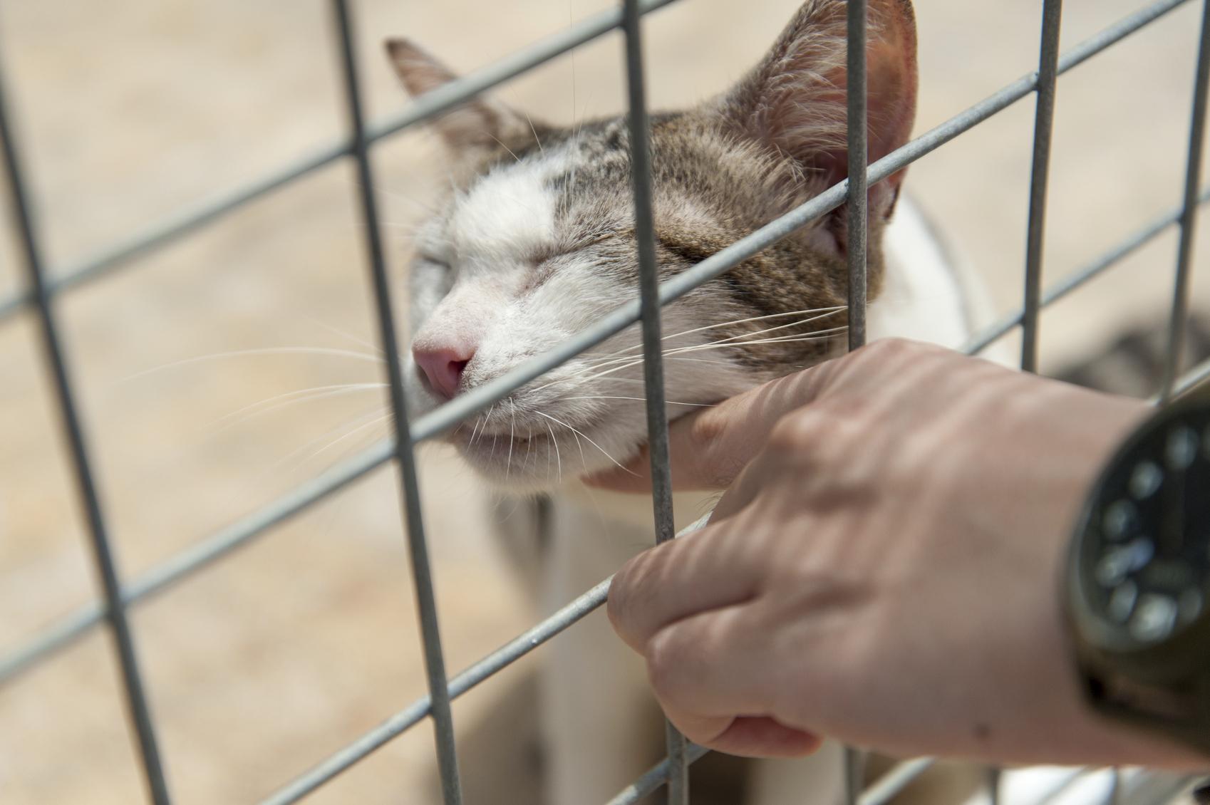 Comment savoir si un chat va mourir ? 12 symptômes