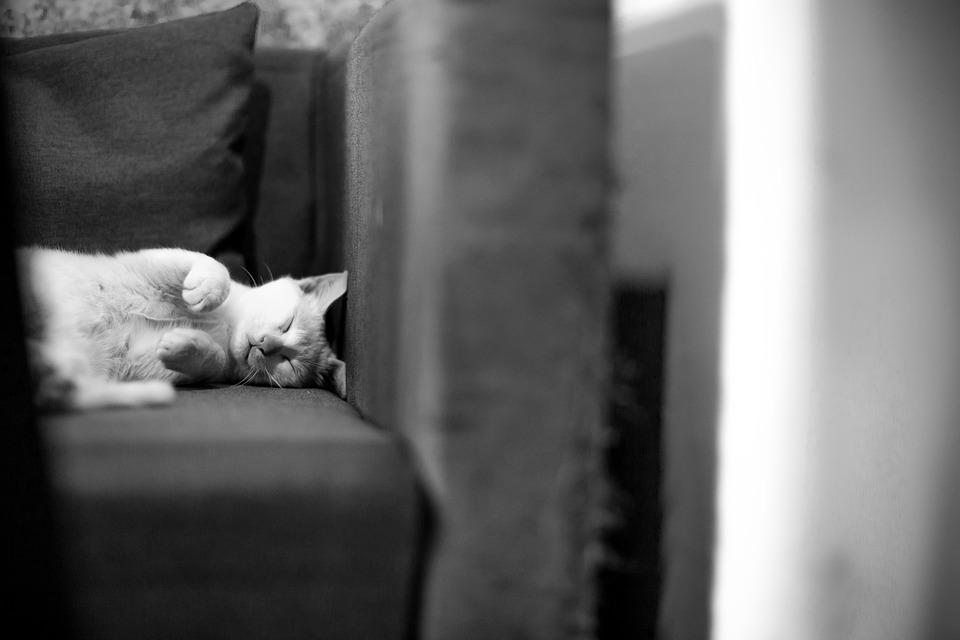 Comment savoir si un chat va mourir ? - 12 symptômes