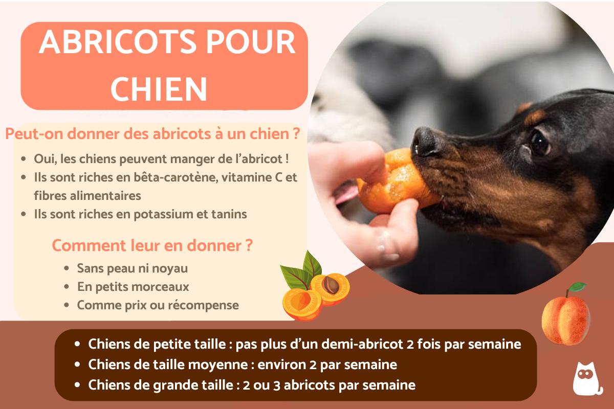 Peut-on donner des abricots à un chien ?