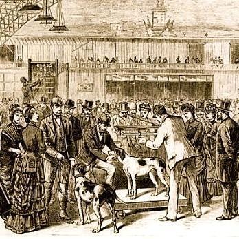 20 Races de chiens, avant et après - Photos de l'évolution du chien