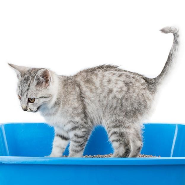 Comment attirer un chat dans sa litière ÉTAPES PAR ÉTAPES