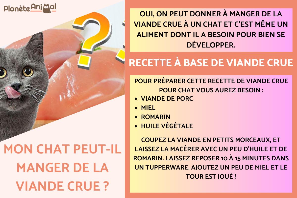 Peut-on donner de la viande crue à un chat ?