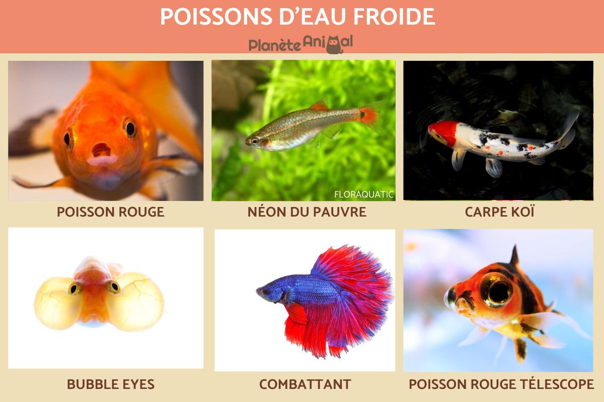 Poisson d'eau froide - liste et caractéristique