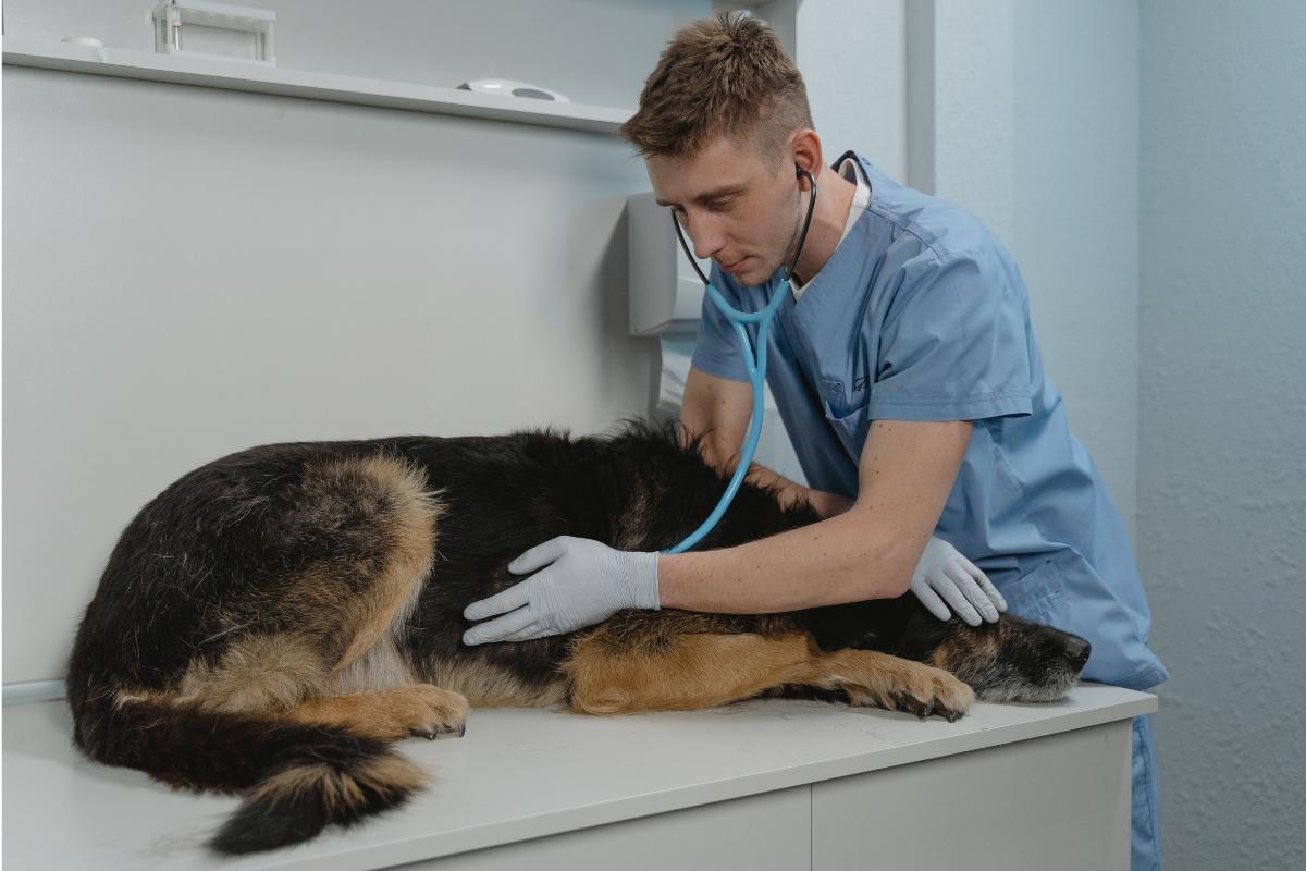 Tumeur de l'intestin chez le chien : symptômes, traitement et espérance de vie
