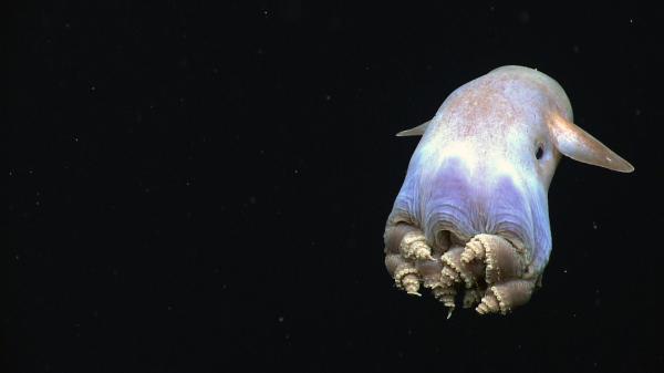 Animaux des profondeurs marines - 3. Pieuvre Dumbo
