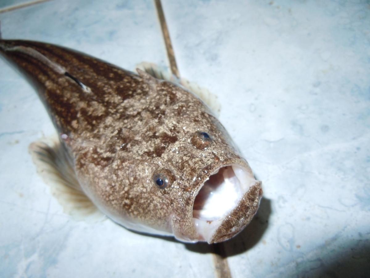 Animaux des profondeurs marines