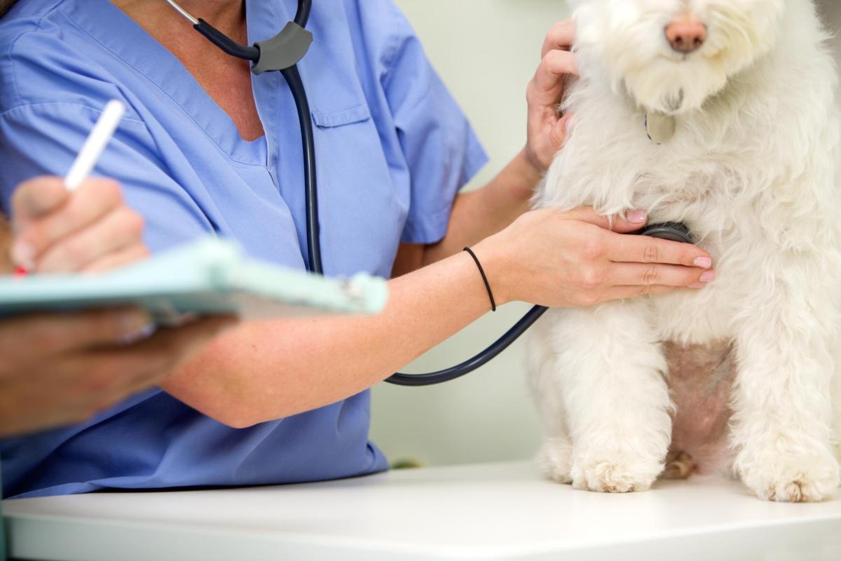 Bradycardie chez le chien - Causes, symptômes et traitement